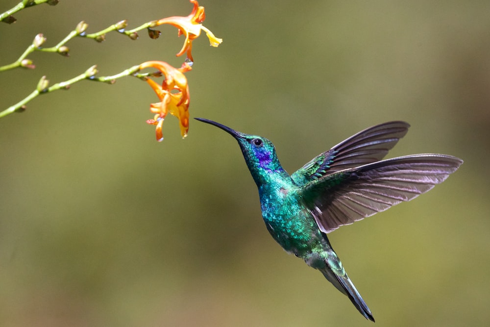Leren over kolibries