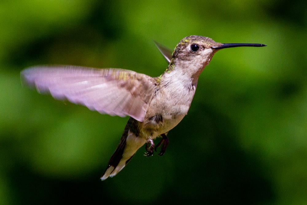Hummingbird Pictures – Hoe maak je geweldige foto’s
